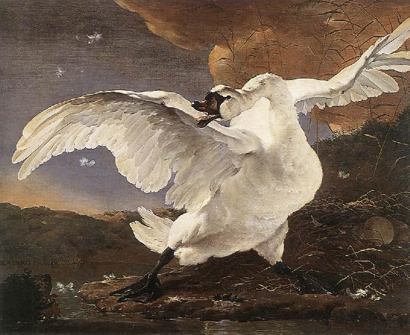ASSELYN, Jan The Threatened Swan